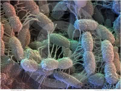 bacteria inteligente